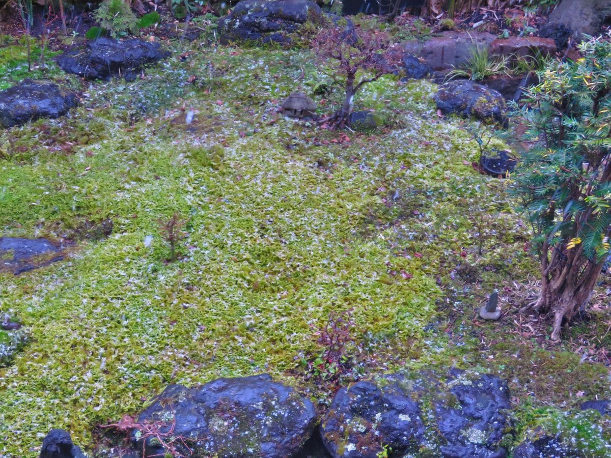 『縮景苔庭』ちらつく雪