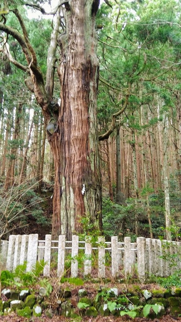 弥彦の婆々杉(ばばすぎ)