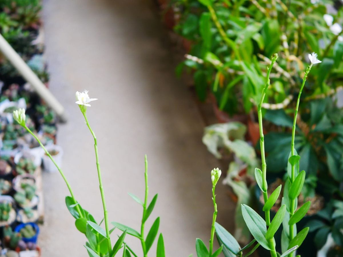 エピデンドラムの開花