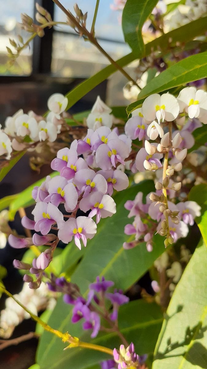 ふくおかルーバルガーデン2～冬❄️の庭たより…ハーデンベルギア桜色の🌸を集めて💞