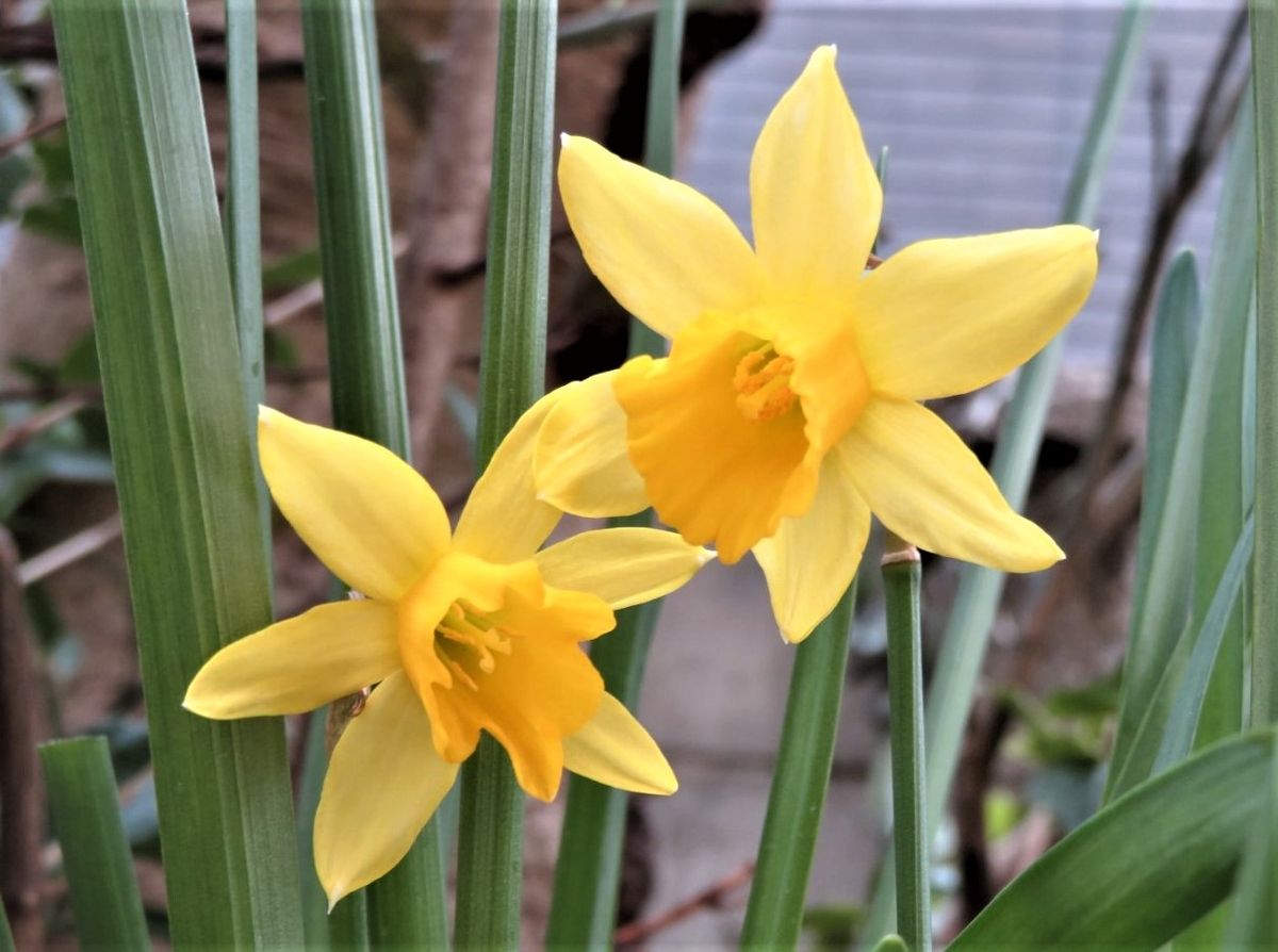 水仙の花