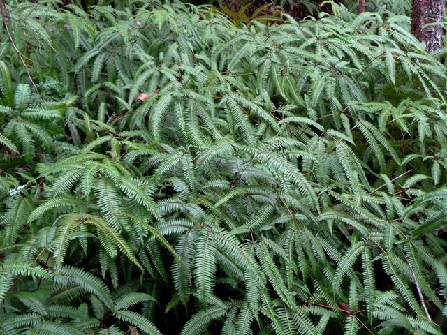 里山のシダ②