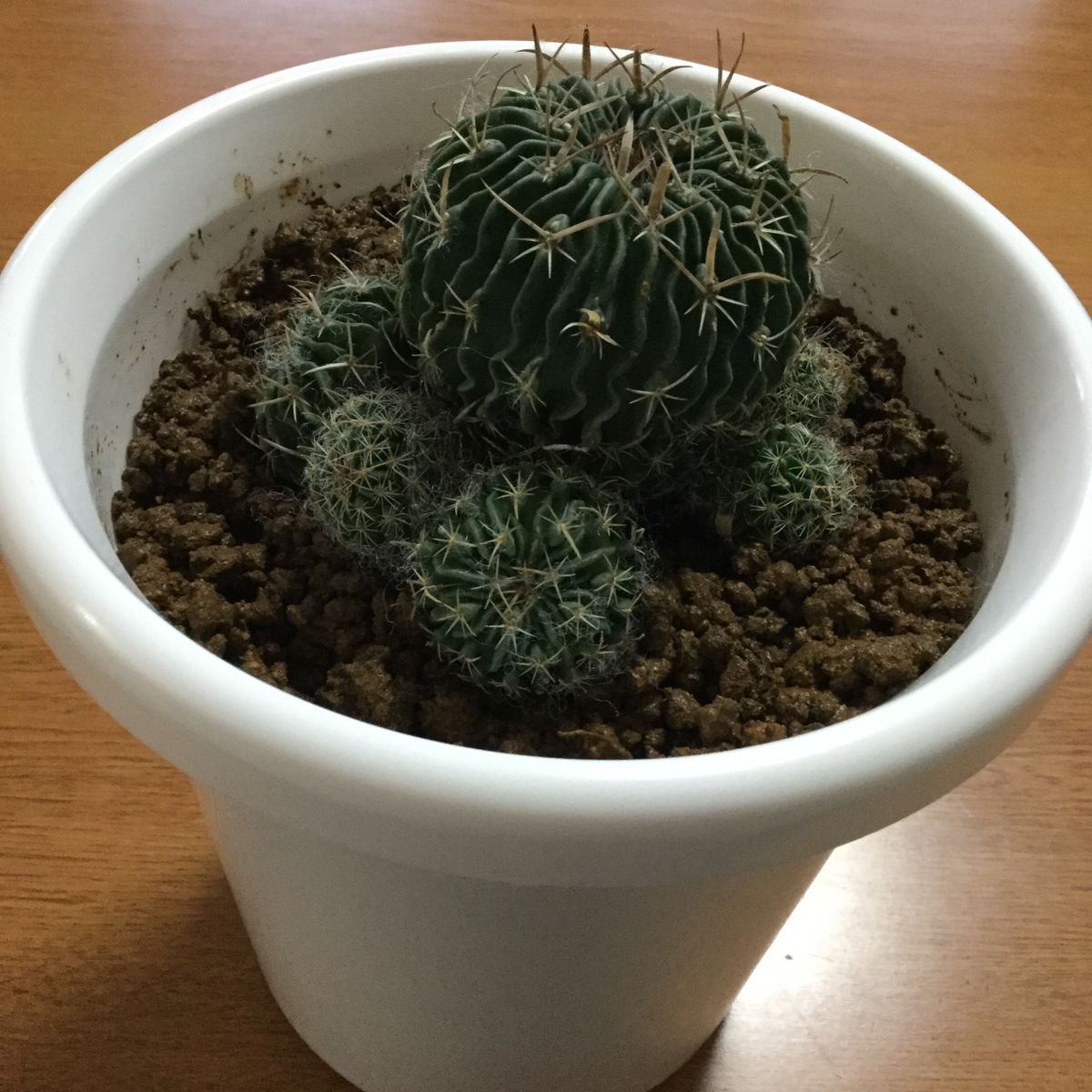 縮玉植えました。