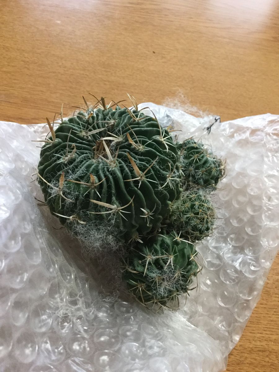 縮玉植えました。