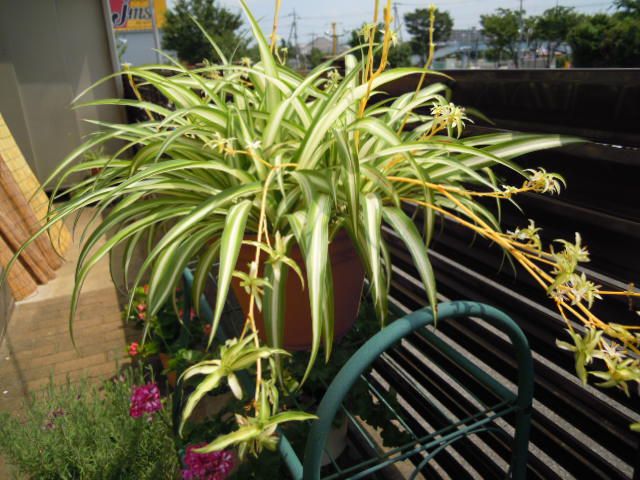 花が咲いていない鉢植えの植物