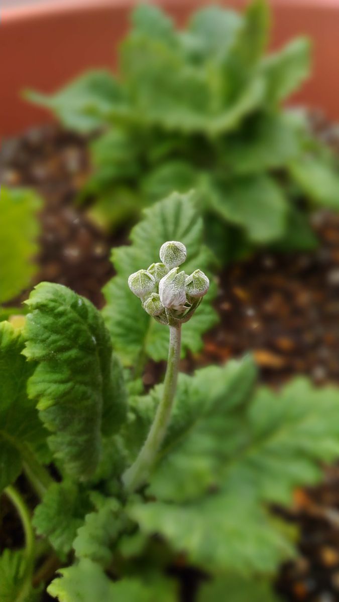 我が家の花🌼蕾編⑦