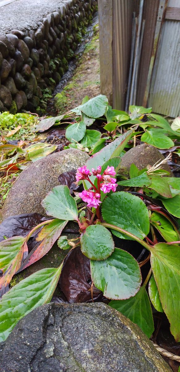 ボチボチ園芸冬