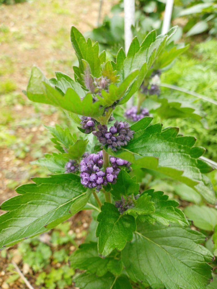 頑張っている花達