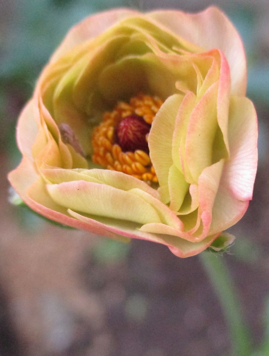 1/20 ラックス・アリアドネの芯、島バナナ