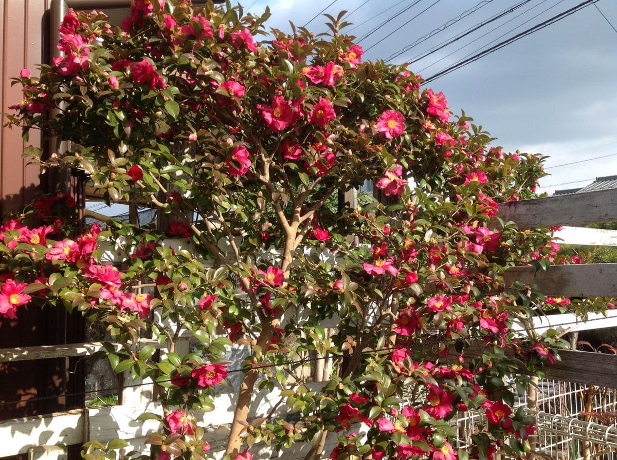 山茶花が満開です。