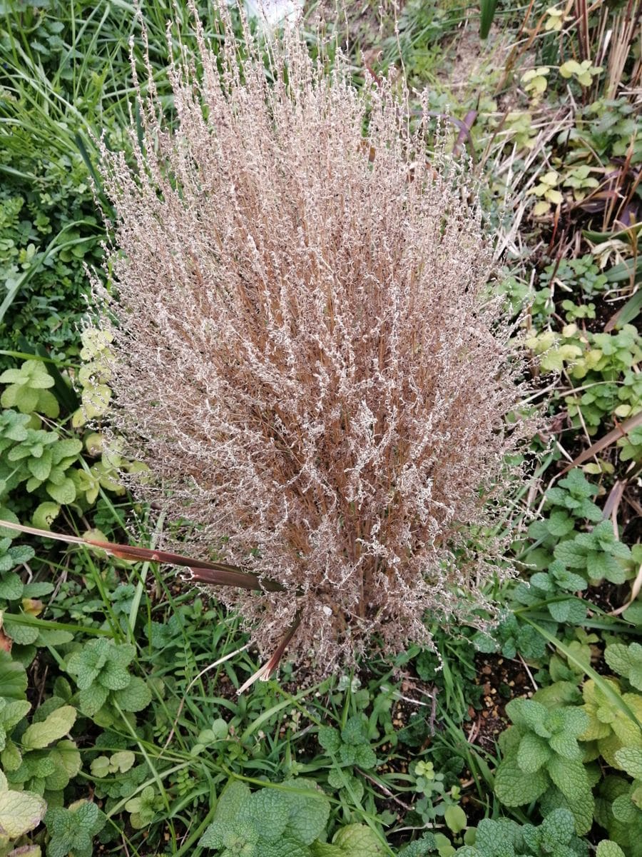 １月の菜園