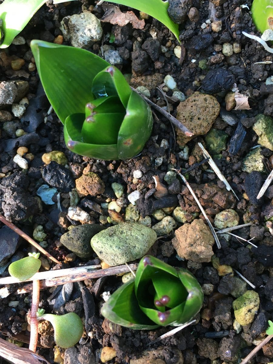 屋上の花壇