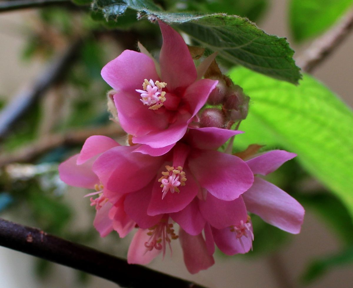 マダガスカル島の花