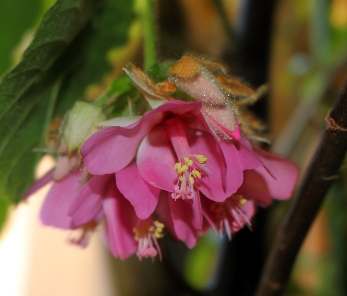 マダガスカル島の花