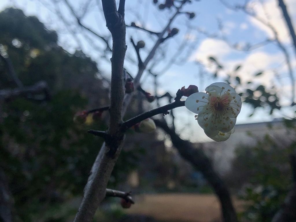 梅の開花