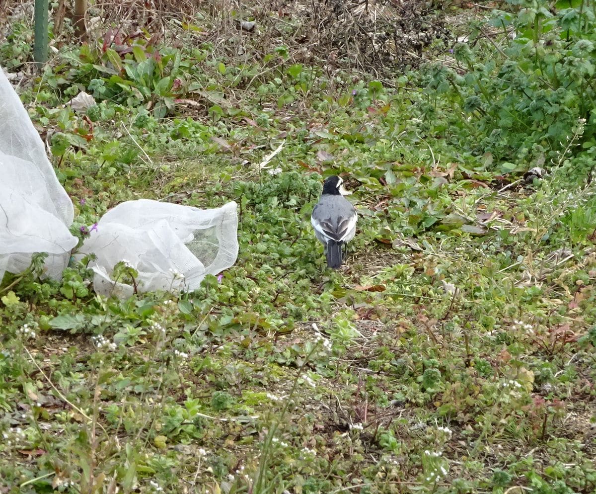 畑のお客さん　①