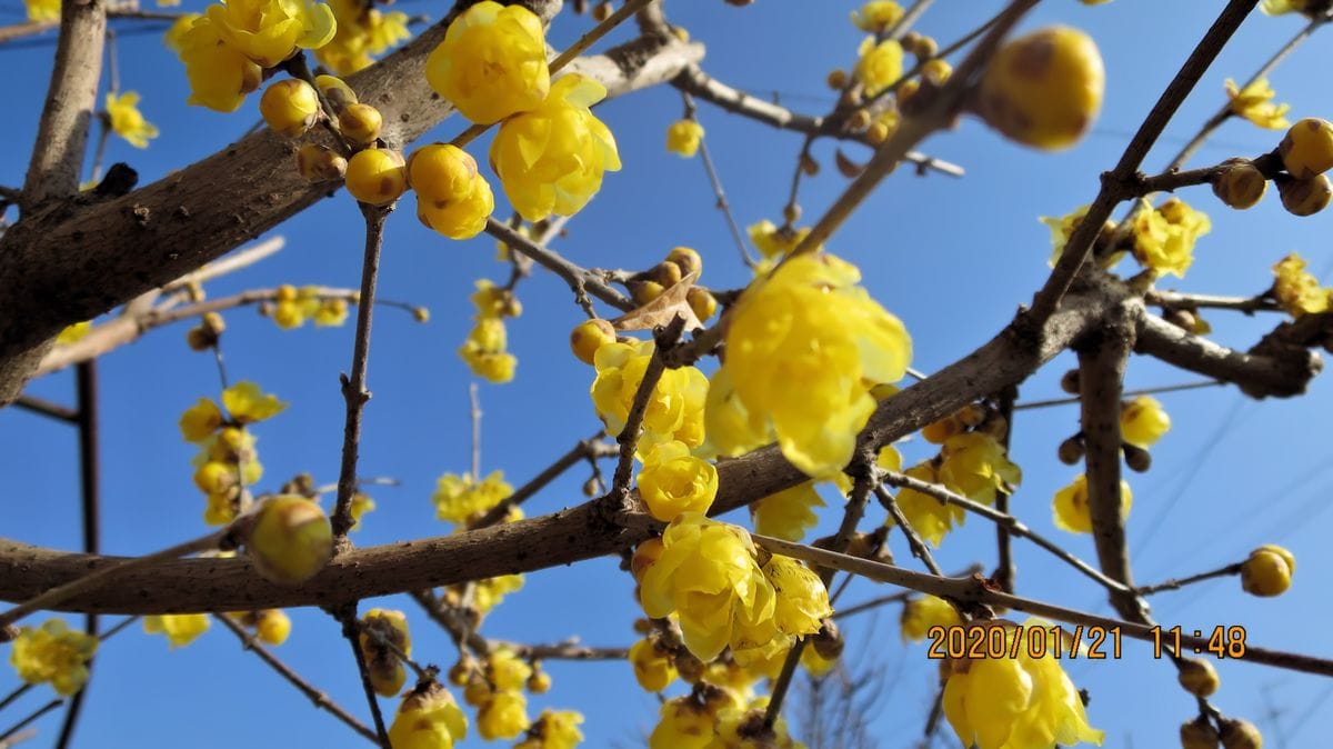 一夜明けて山茶花白