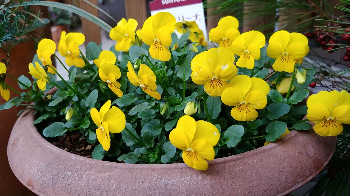 今日の花