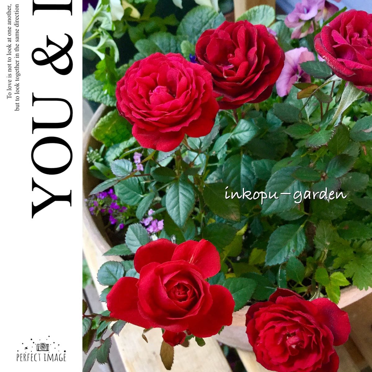 イヴォンヌ ラビエという薔薇🌹