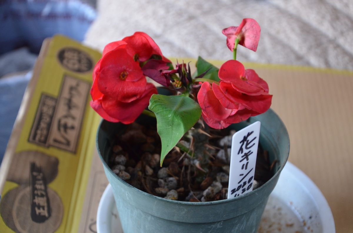 花友さんからの贈り物、ありがとうございます💛