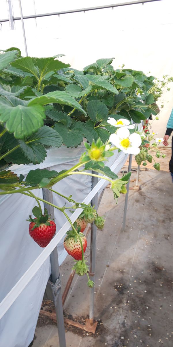 にこにこベリー🍓