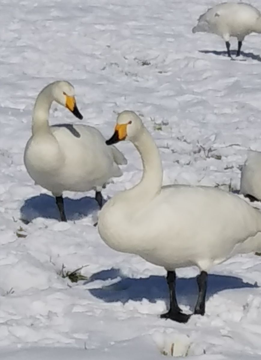 白鳥がやって来た