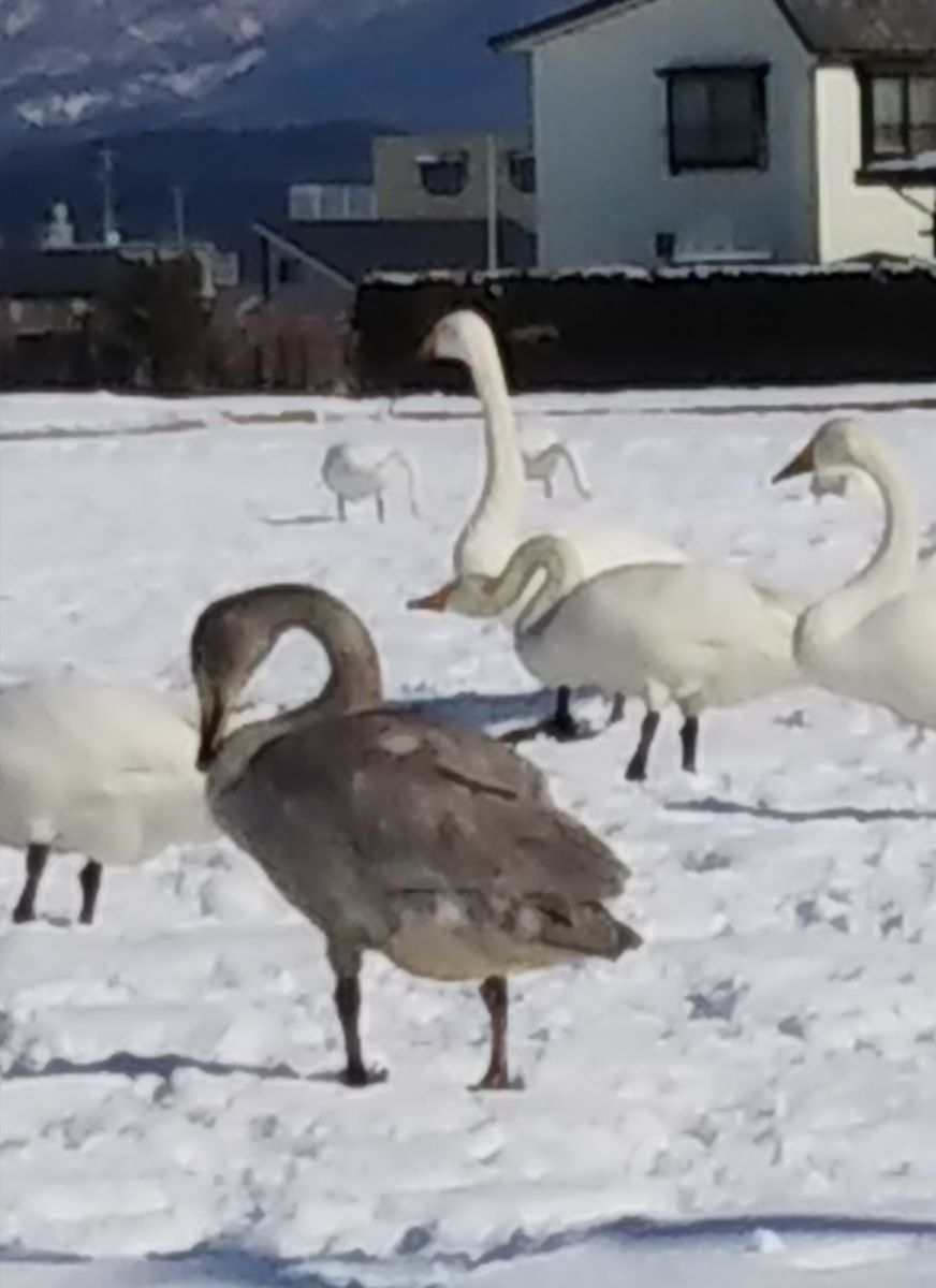 白鳥がやって来た