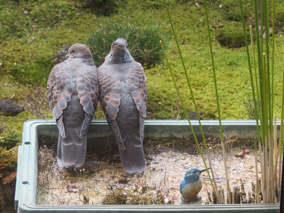 緑の苔が好きだから♪