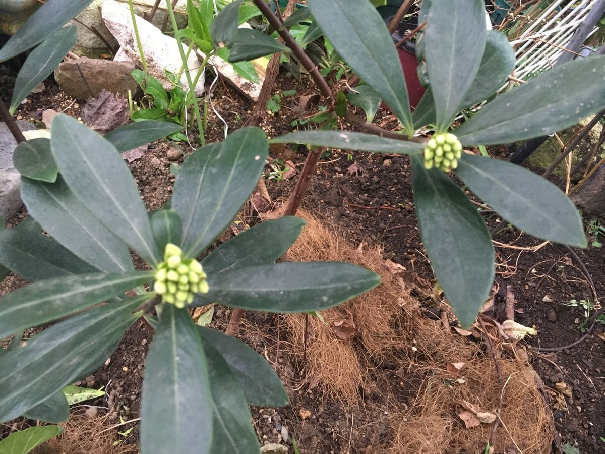 青梗菜🥬