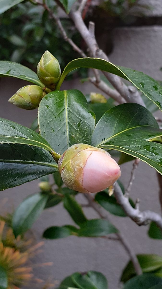 ふくおかルーバルガーデン2～冬❄️の庭たより…昨日も雨☔今日も雨のようですね？。