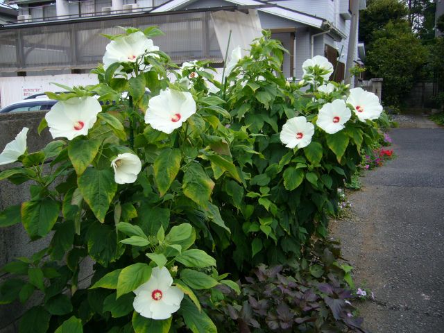 サンパラソルとアメリカ芙蓉