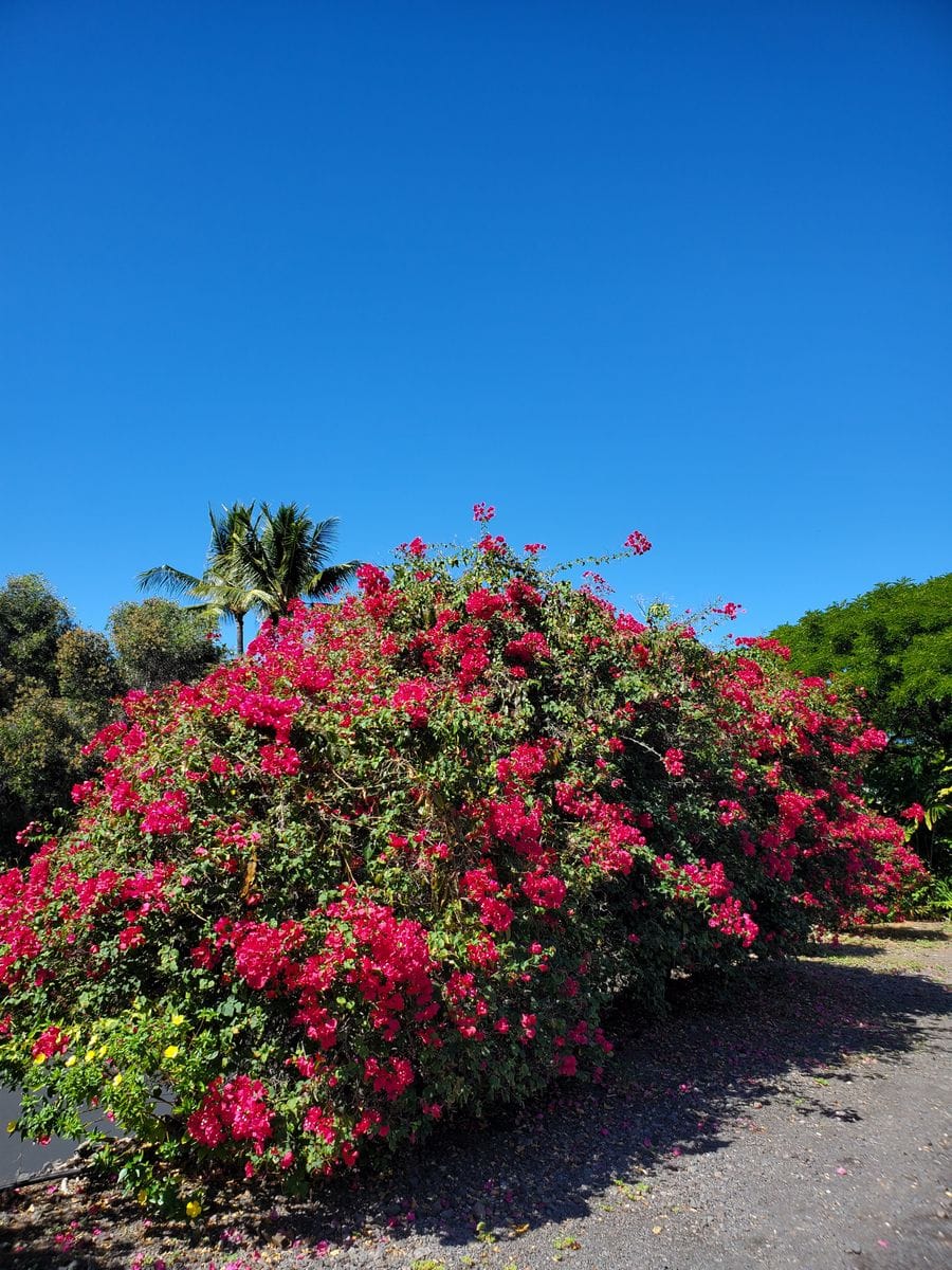 in ハワイ島🌺　①