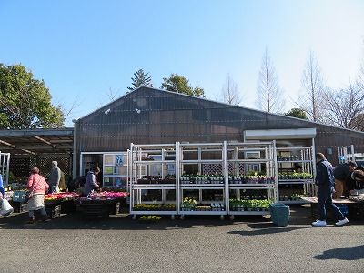 花吉(道の駅_いちごの里 よしみ)埼玉県比企郡吉見町