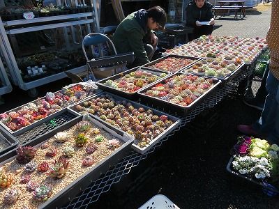 花吉(道の駅_いちごの里 よしみ)埼玉県比企郡吉見町