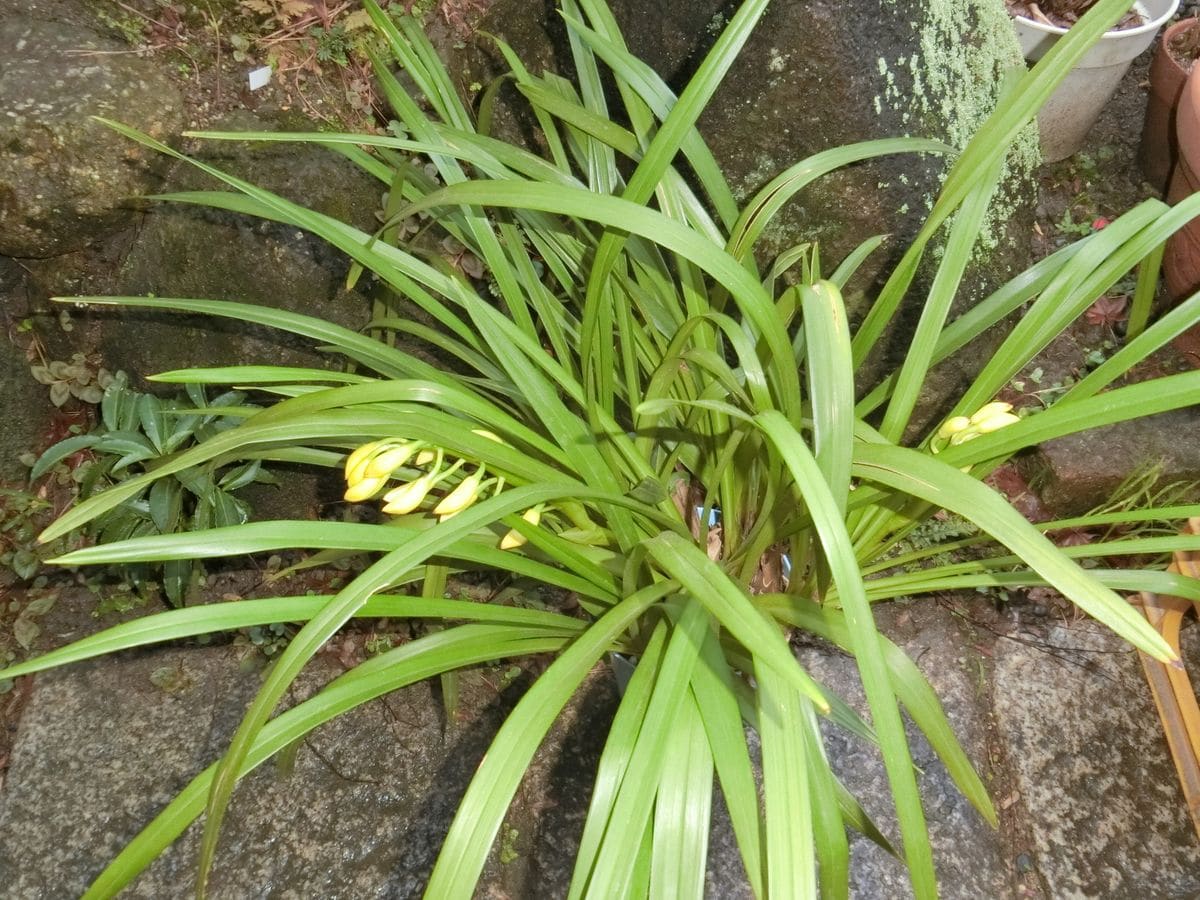 嗅いだことのある香り