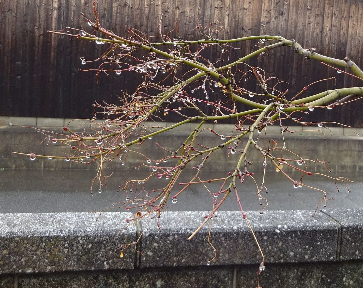 雨がやんで