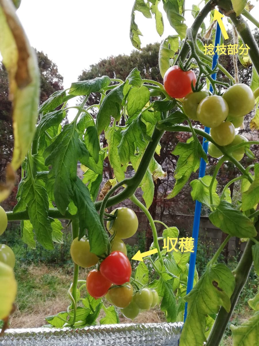 房どりトマト🍅、捻枝箇所から２段目の収穫