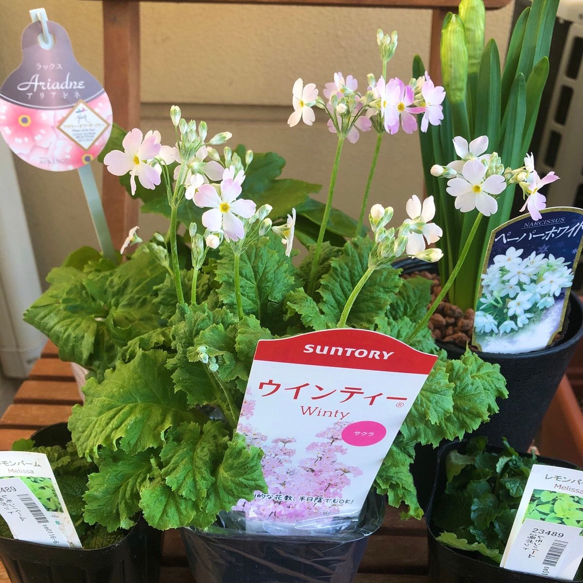 春の花が届きました