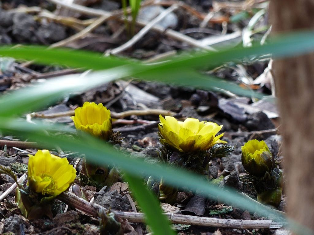 「フクジュソウ」開花すっ！