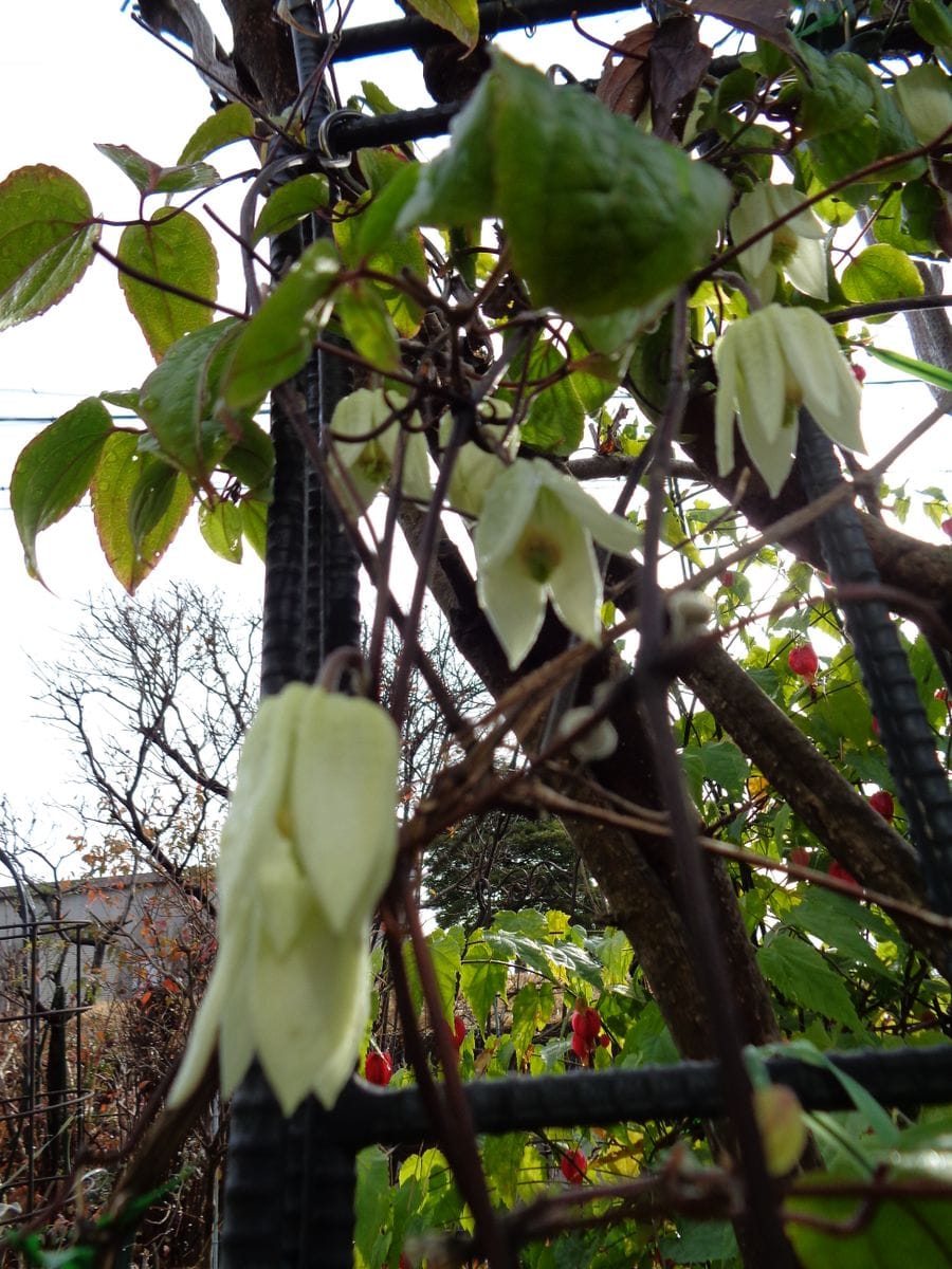 雨上がりの庭から。。。（いろいろなお花たち）