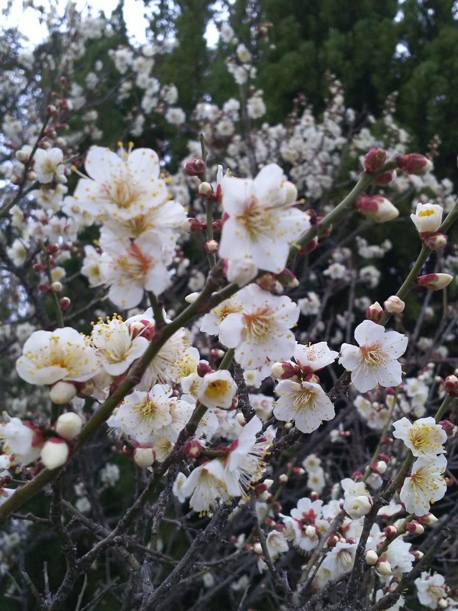 美しく咲く梅の花