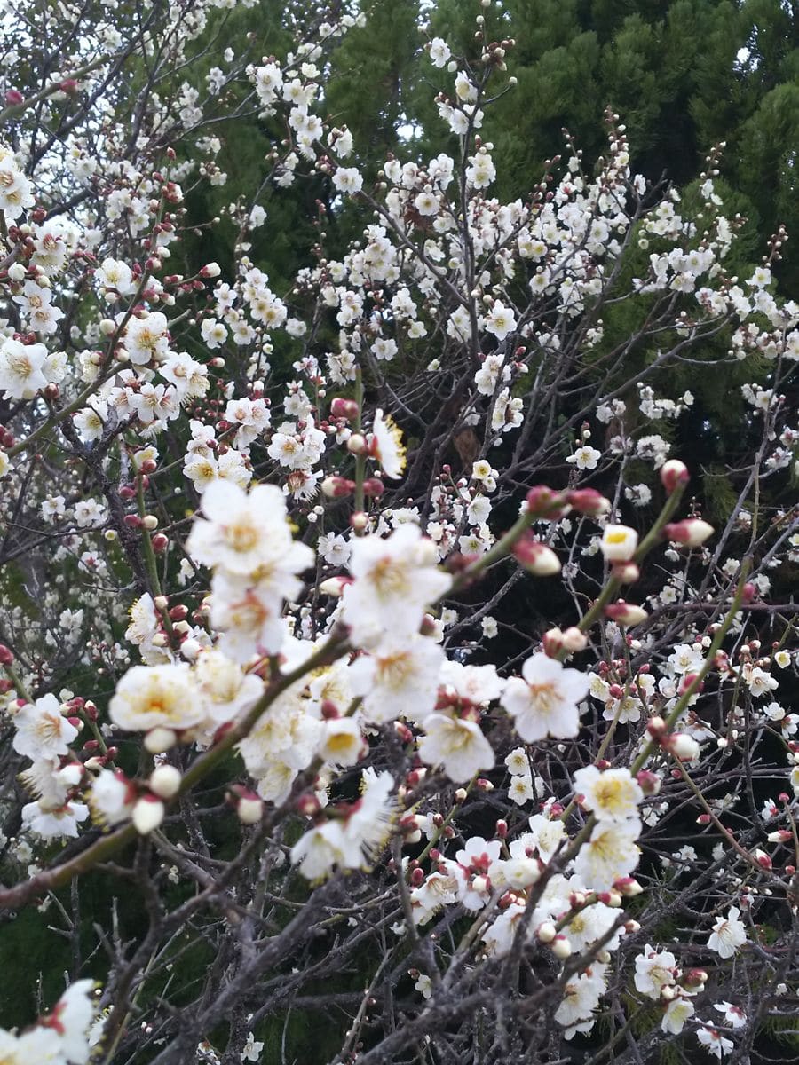 美しく咲く梅の花