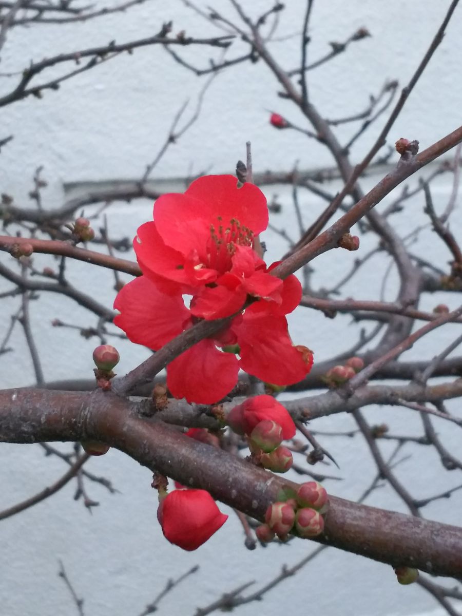 美しく咲く梅の花