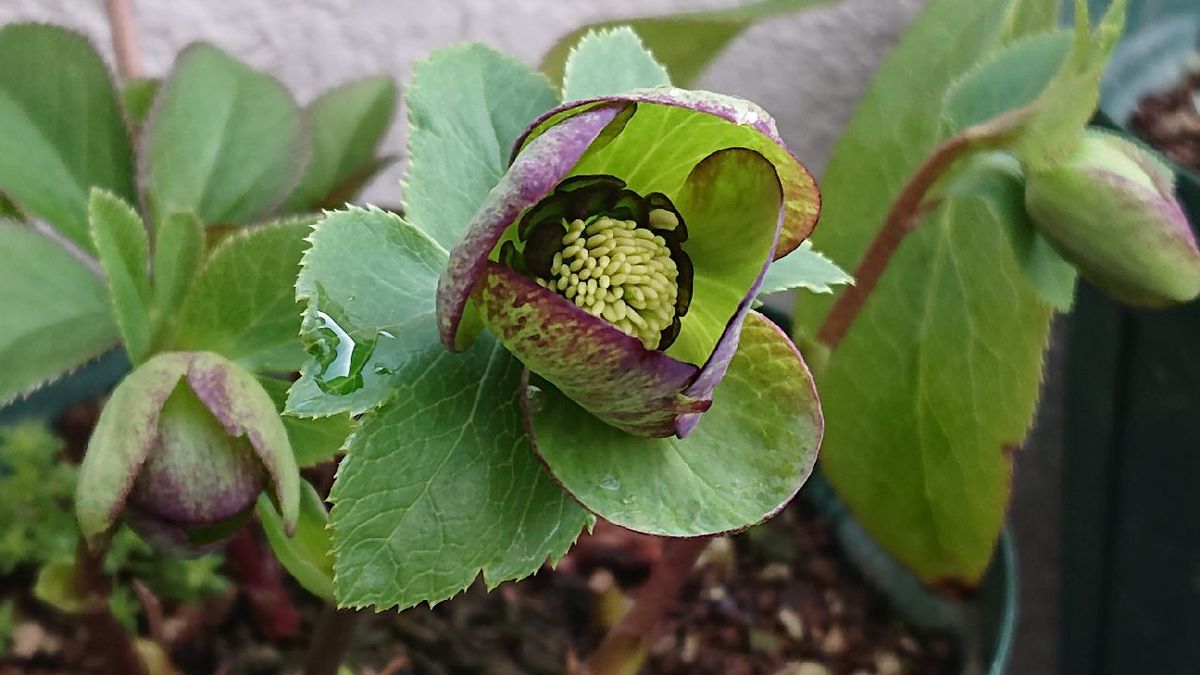 色々開花しました