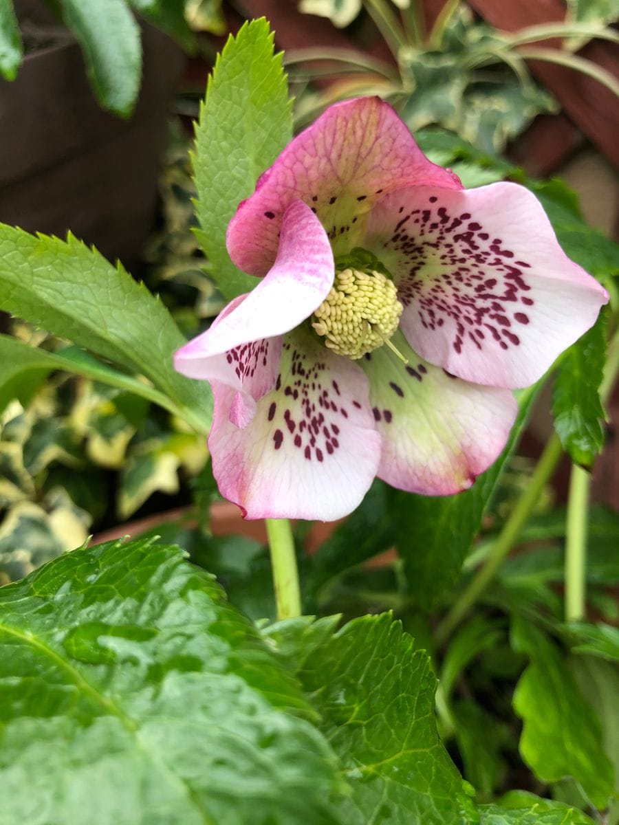 🍀たくさんの蕾を前に思う事…🍀