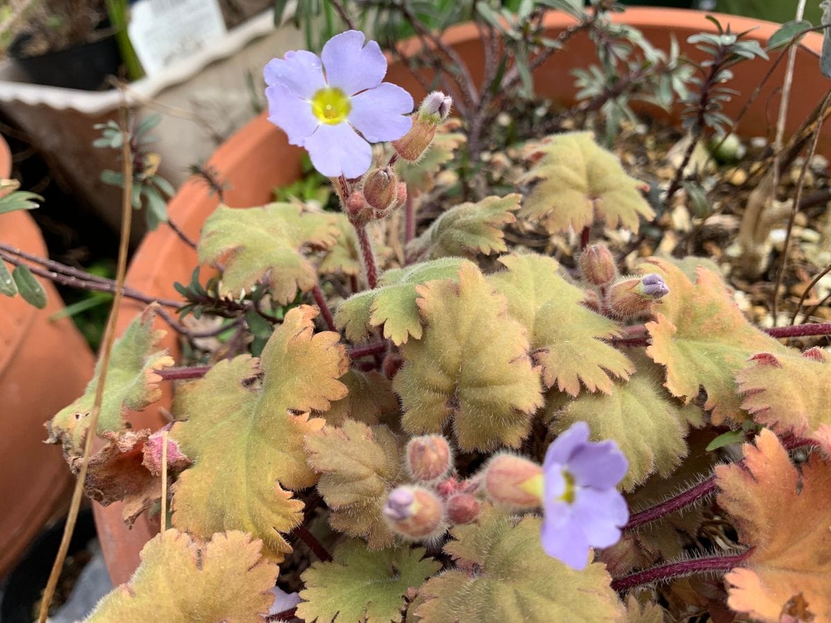 鉢植のお花は元気です(^_-)-☆