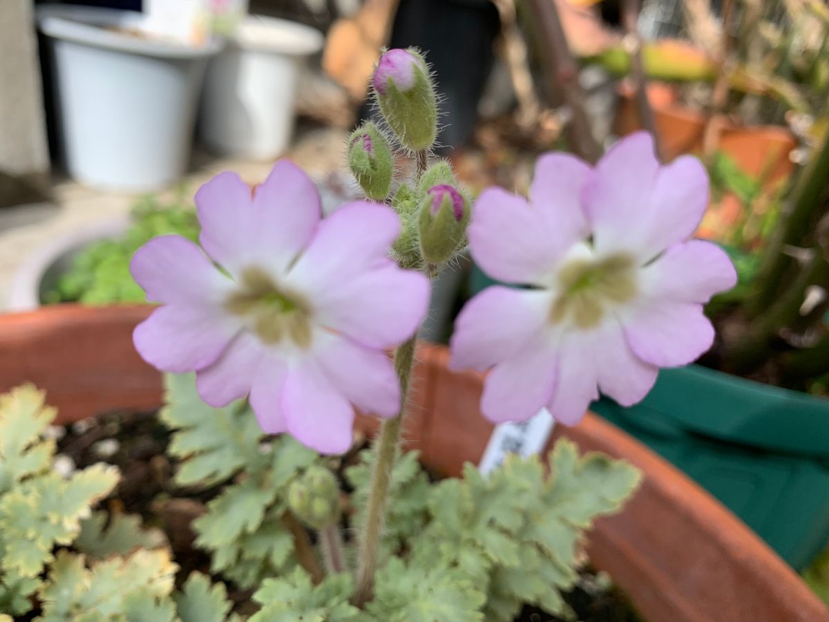 鉢植のお花は元気です(^_-)-☆