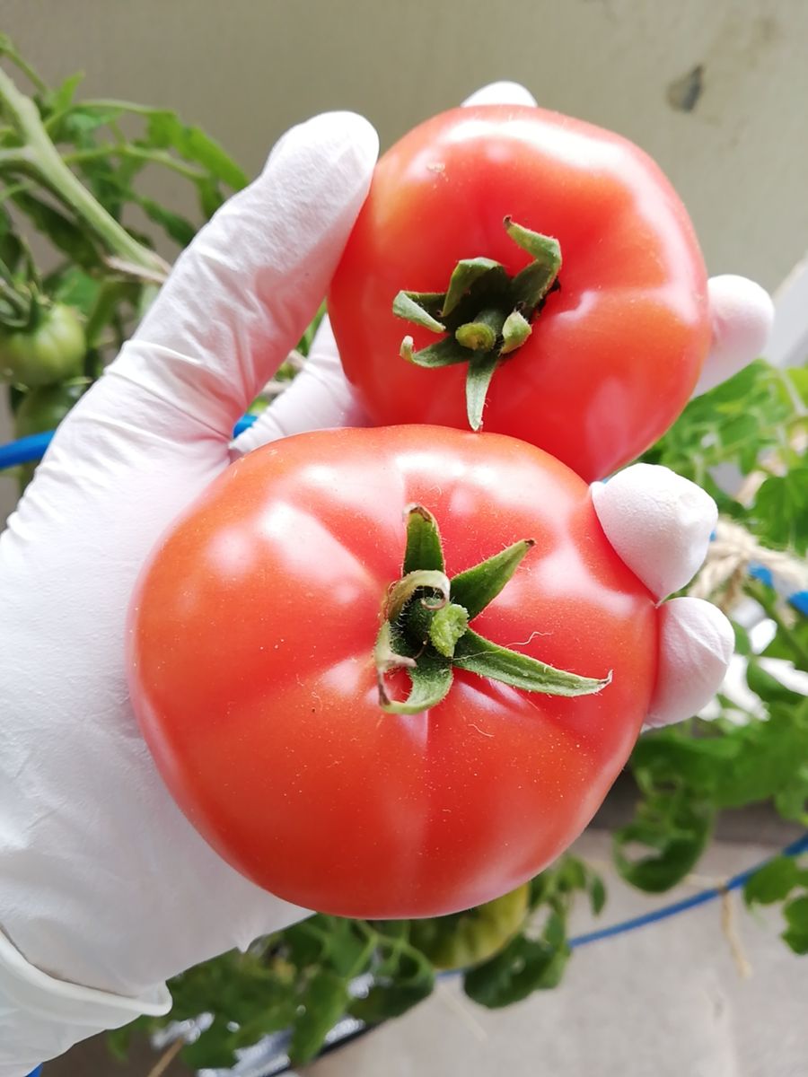 トマト１号🍅の初収穫！と、ショコラ🍅&あまエル🍅の収穫