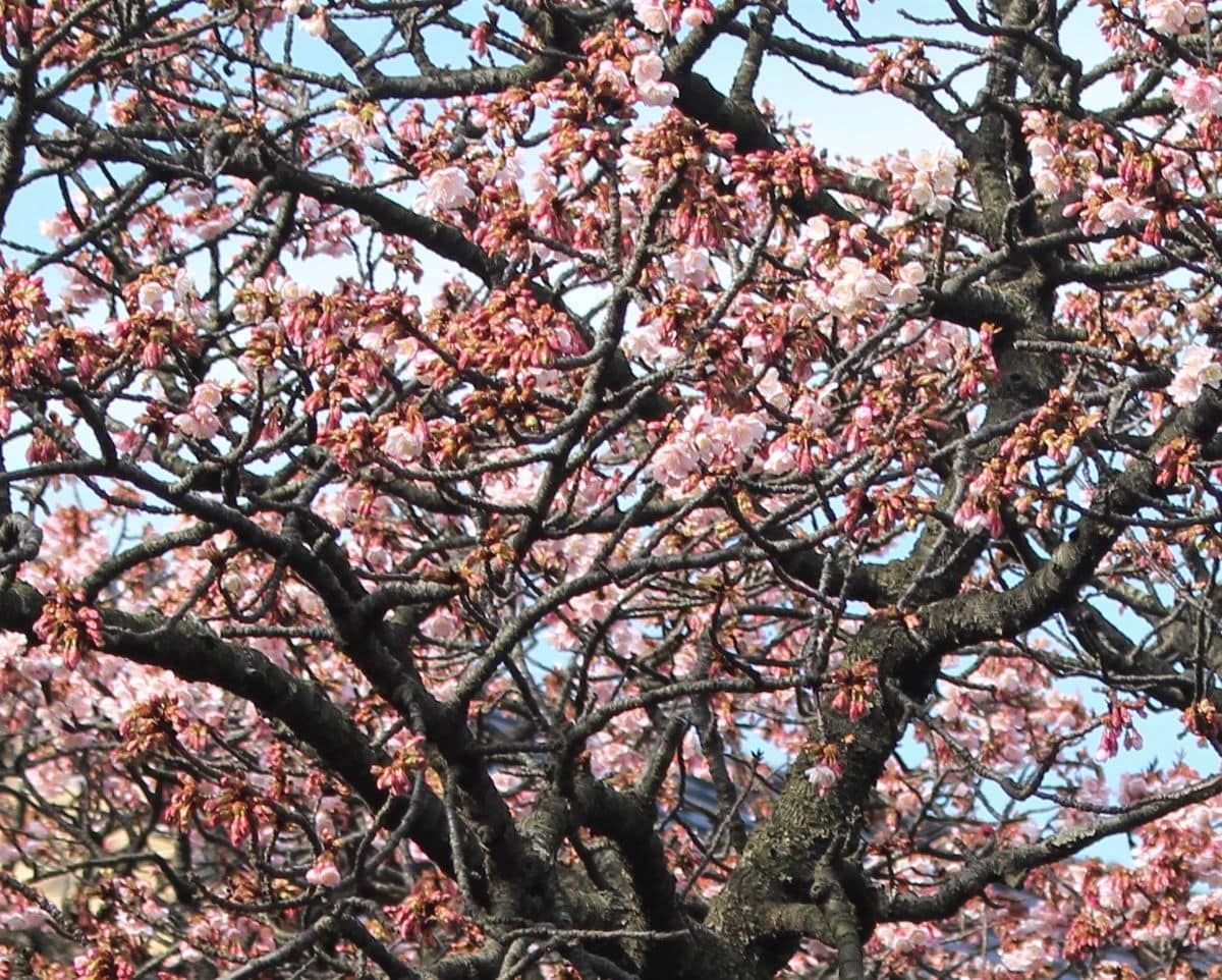 🌸桜の花を見に🌸