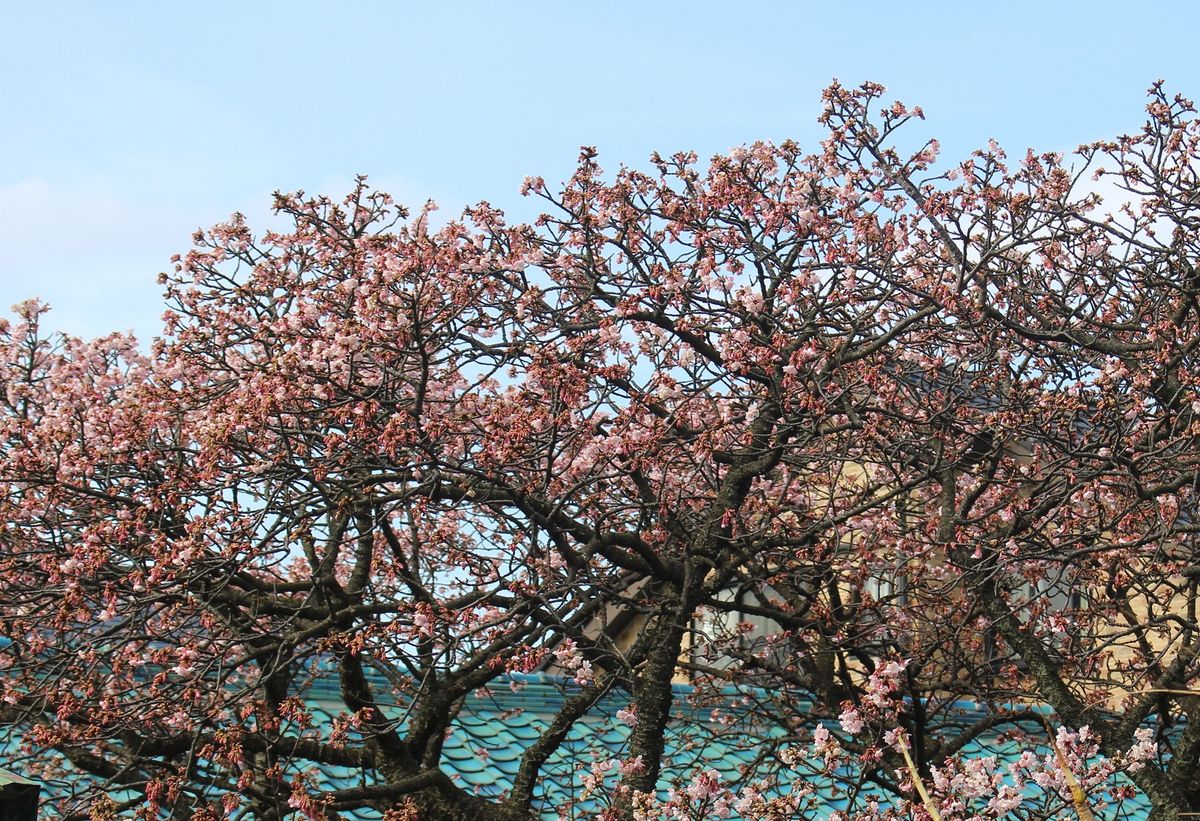 🌸桜の花を見に🌸